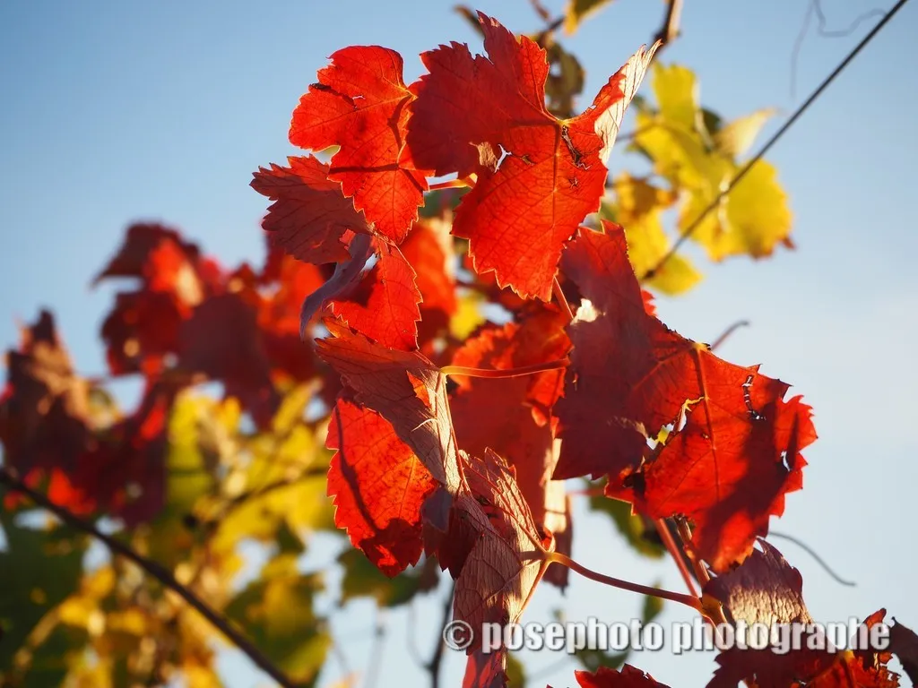 automne var