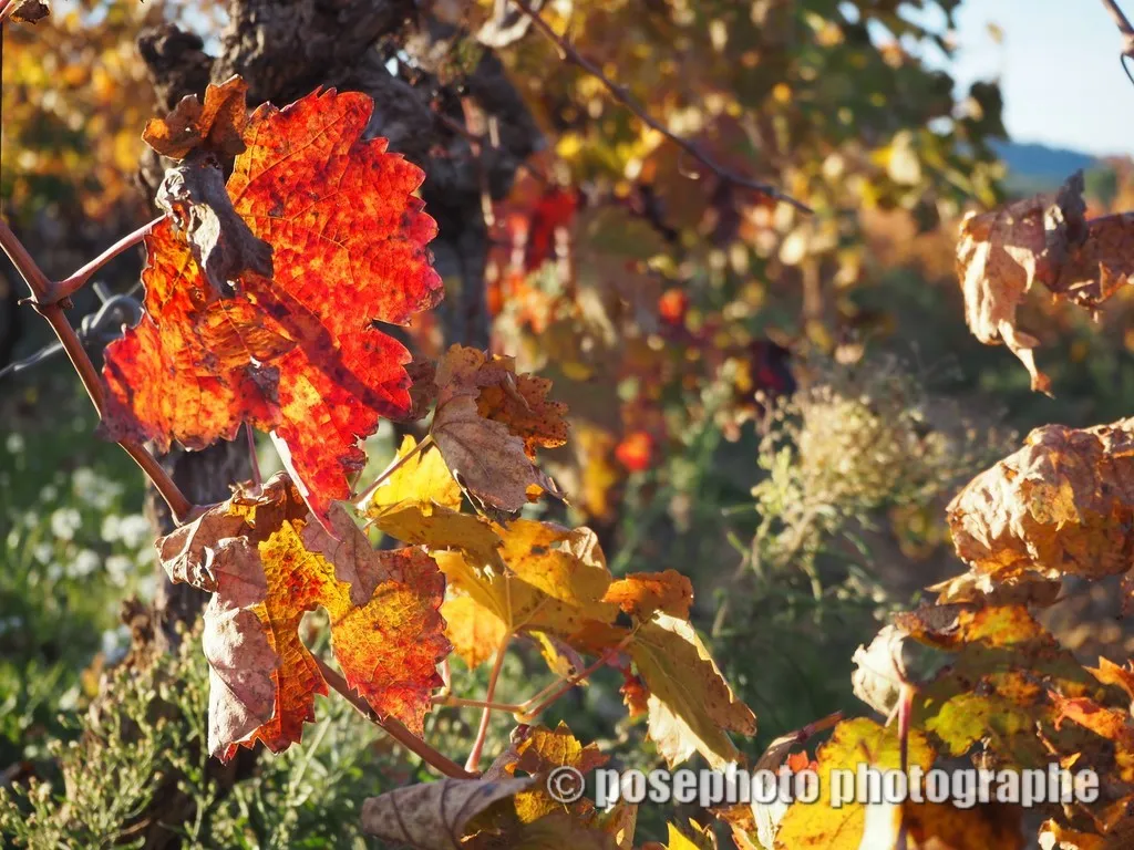 automne var