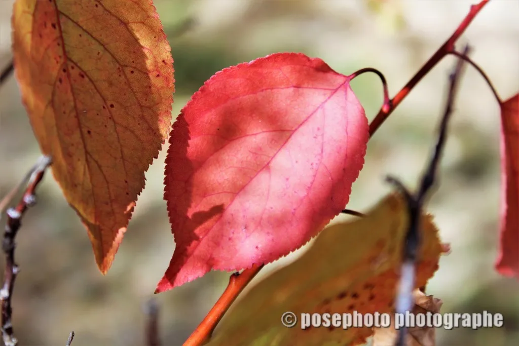 automne var