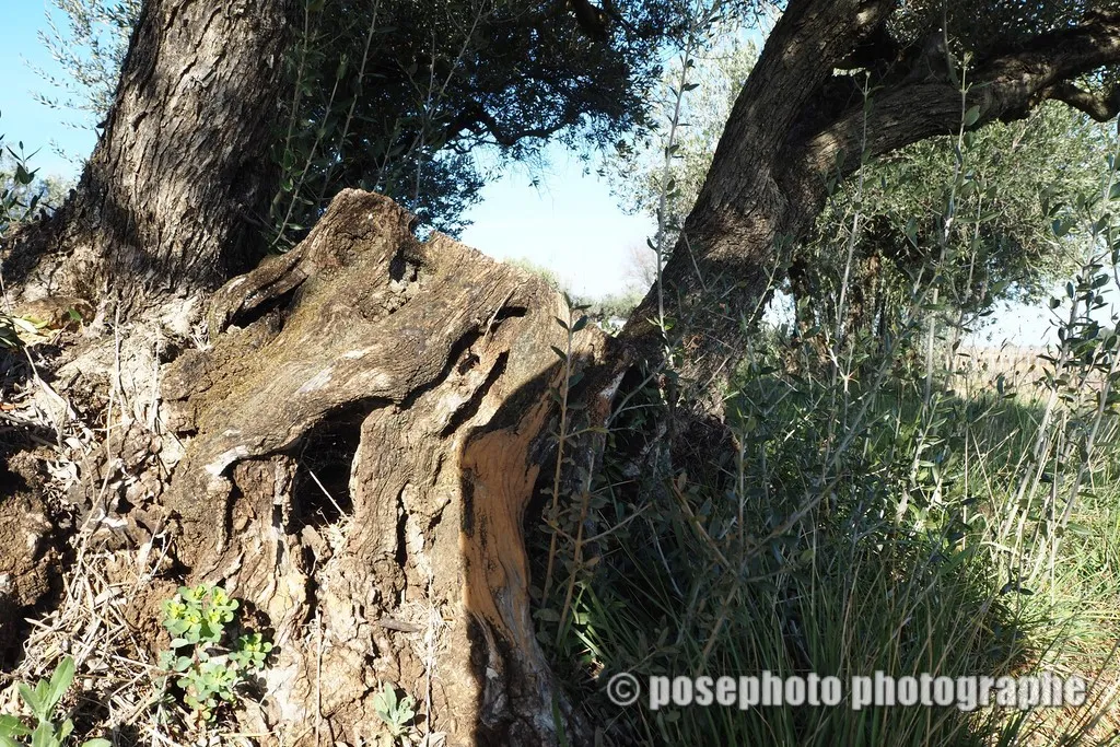 nature var