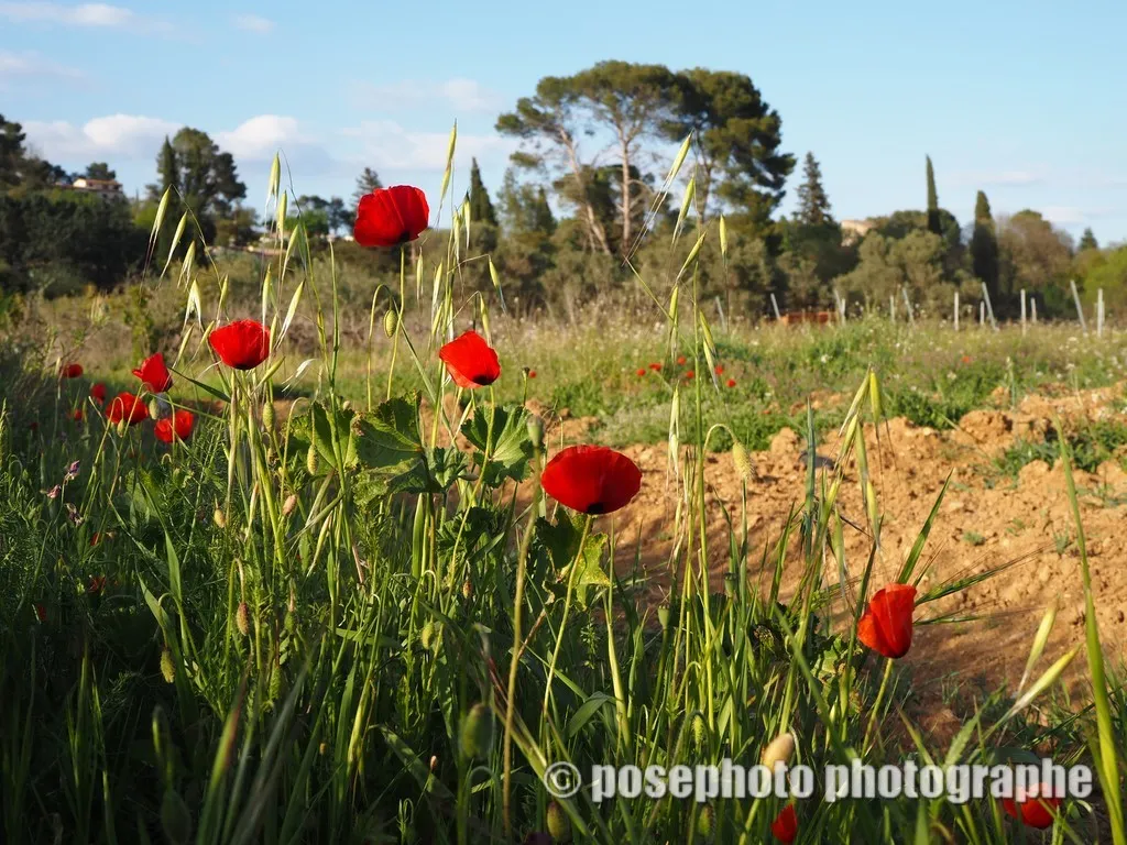paysage var