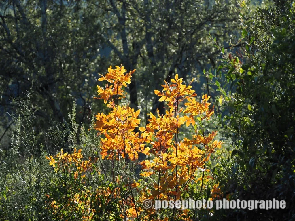 automne var