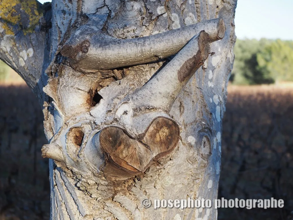 insoilte var