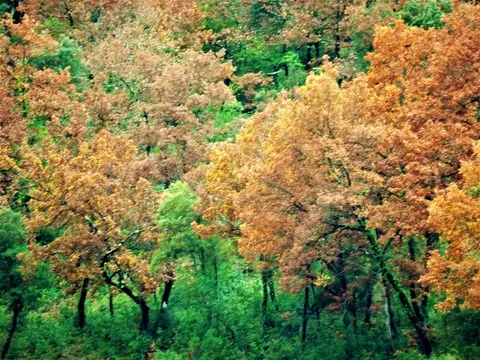 automne var