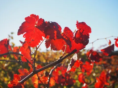 automne var