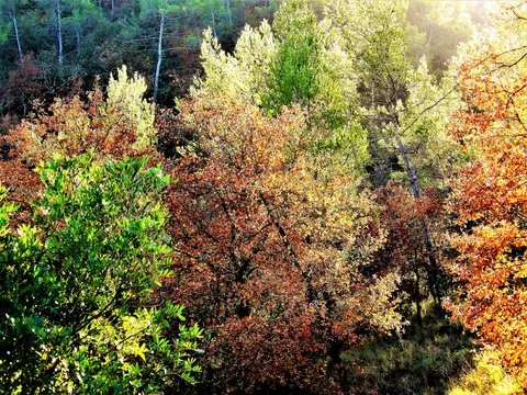 automne var