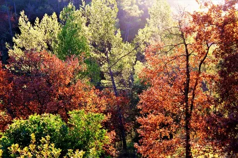 automne var
