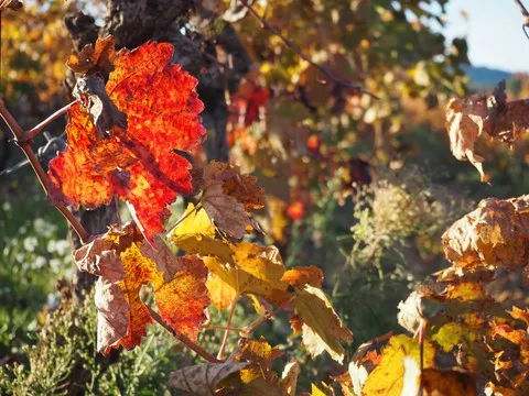automne var