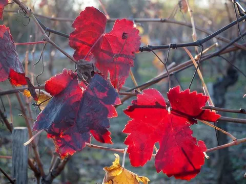automne var