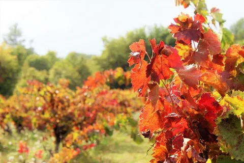 automne var