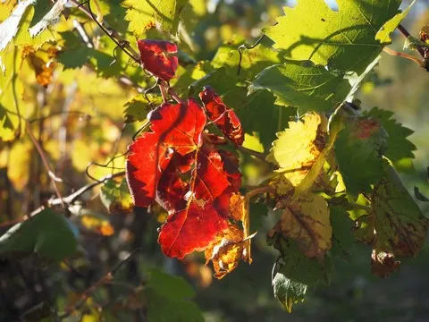 automne var