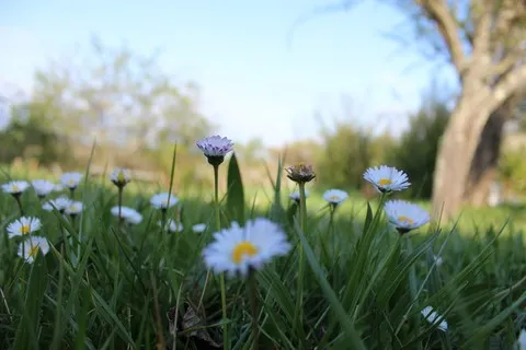 nature var