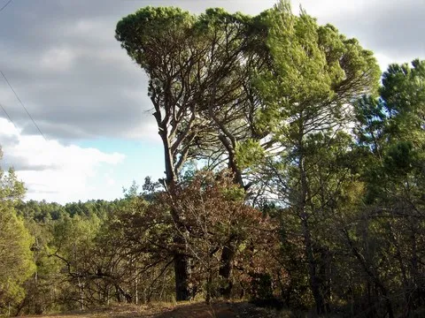 nature var