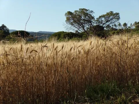 paysage var