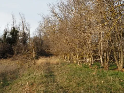 nature var