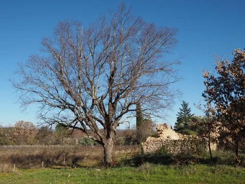 nature var