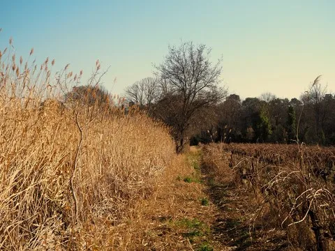 automne var