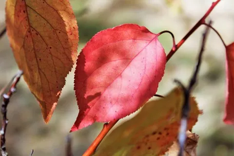 automne var