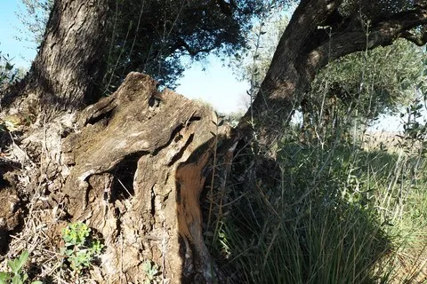 nature var