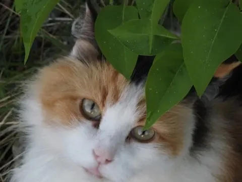 page accueil le chat