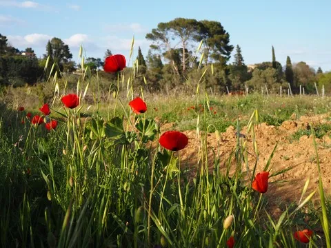 paysage var