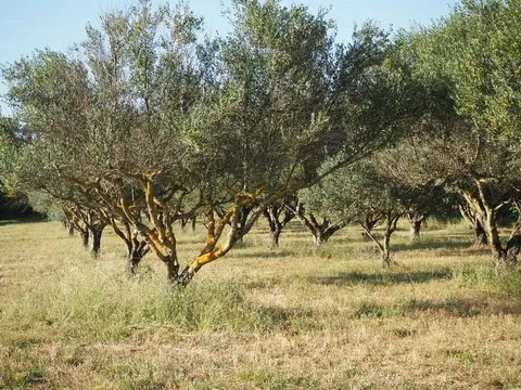 nature var