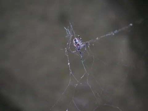nature var