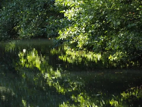 nature var