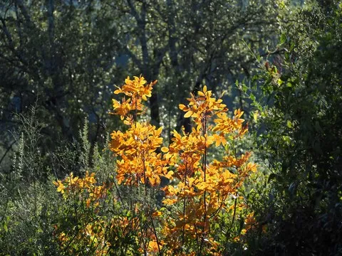 automne var