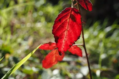 automne var