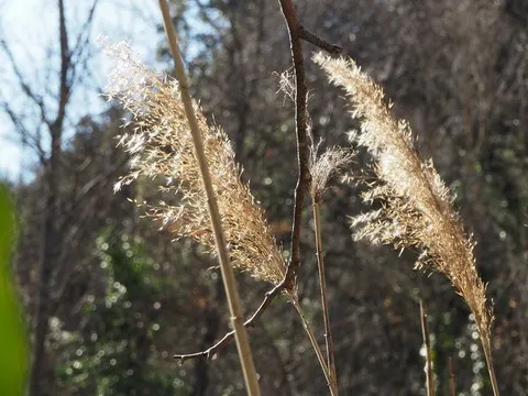automne var