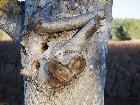 insoilte var